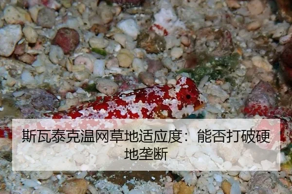 斯瓦泰克温网草地适应度：能否打破硬地垄断